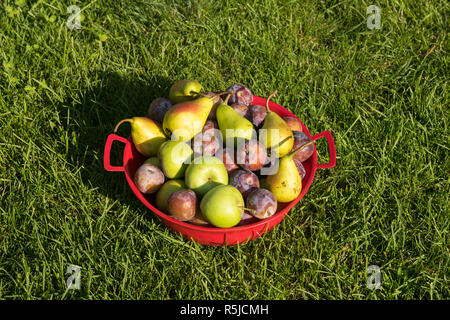 Frisch gepflückte Früchte einschließlich grüne Äpfel, Pflaumen und Birnen in einem roten Schüssel auf grünem Gras Hintergrund. Stockfoto