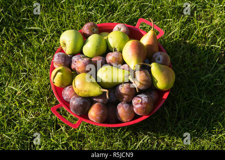 Frisch gepflückte Früchte einschließlich grüne Äpfel, Pflaumen und Birnen in einem roten Schüssel auf grünem Gras Hintergrund. Stockfoto