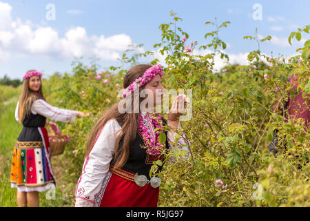 Bulgarische Mädchen in traditioneller Kleidung Kommissionierung Rosen während des jährlichen Rose Festival in Kazanlak, Bulgarien gekleidet Stockfoto