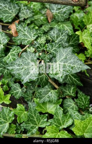 Efeu Blätter in einem Garten nach einem Nachmittag Regensturm mit Regentropfen auf den Blättern Stockfoto