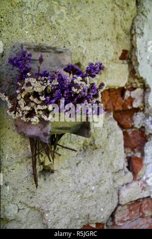 Getrocknete violett und weiss Meer Lavendel Blumen als Dekoration auf einem gerissenen weißen Wand freilegen Red Brick Stockfoto