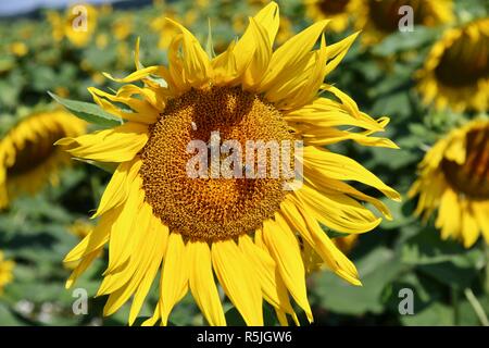 Nahaufnahme einer Sonnenblume mit Bienen es Bestäubung in einem Feld mit Sonnenblumen Leuchten in der Sonne Stockfoto