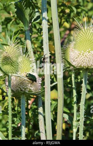 Glänzend smaragdgrün Käfer Fütterung auf weißen Thistle Blumen Stockfoto