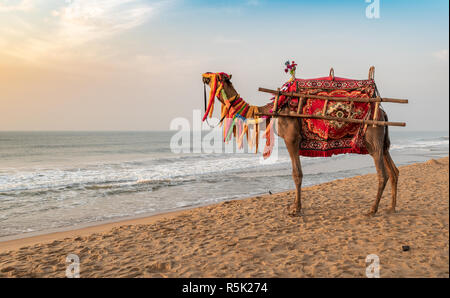 Eine inländische verziert Kamel, stehend auf dem Puri Meer Strand. Kamel Reiten am Strand ist eine beliebte touristische Aktivität im Puri. Orissa. Stockfoto