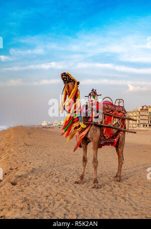 Eine inländische verziert Kamel, stehend auf dem Puri Meer Strand. Kamel Reiten am Strand ist eine beliebte touristische Aktivität im Puri. Orissa. Stockfoto