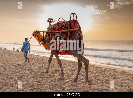 Eine inländische verziert Kamel, stehend auf dem Puri Meer Strand. Kamel Reiten am Strand ist eine beliebte touristische Aktivität im Puri. Orissa. Stockfoto