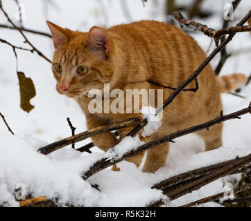 Orange tabby Kätzchen in seinem ersten Schneefall Abenteuer. Stockfoto