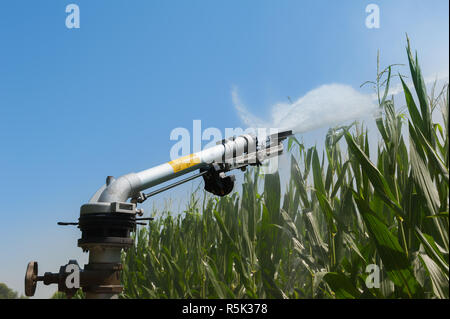 Wasser die Installation von Sprinklern in einem Feld von Mais. Stockfoto