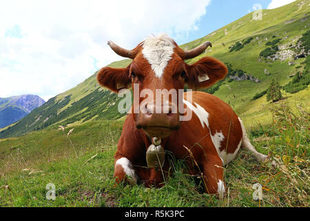 Schöne rote und weiße Fleckvieh in den Bergen. Simmentaler Rind mit Hörnern und Bell in den Bergen Stockfoto