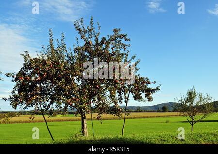 Obstgarten Stockfoto