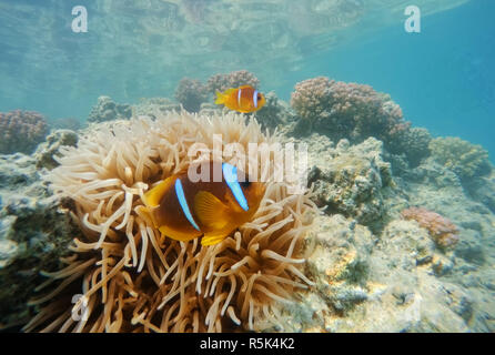 Clown Fische in der Nähe von Sea Anemone, Rotes Meer, Marsa Alam, Ägypten Stockfoto