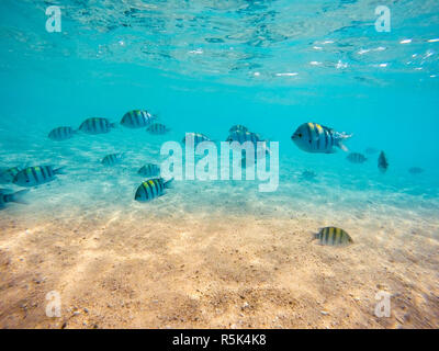 Gruppe von Sergeant Major Riffbarsche im Roten Meer Stockfoto