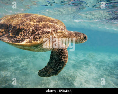 Nach grüne Meeresschildkröte (Chelonia mydas) Stockfoto