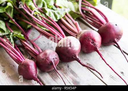 Rote Rüben mit Kräuter grüne Blätter auf rustikalen Hintergrund. Bio Rote Bete Stockfoto