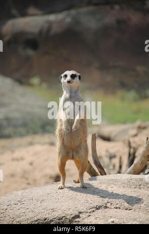 Die Erdmännchen oder Suricate (Suricata Suricatta) ist eine kleine Carnivoran aus der Familie der Mangusten (Herpestidae). Stockfoto