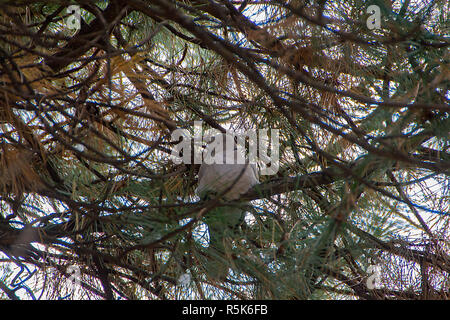 Streptopelia ist eine Gattung der Vögel in der Taube Familie. Bild genommen, Kikinda, Serbien 01.12.2018. Stockfoto