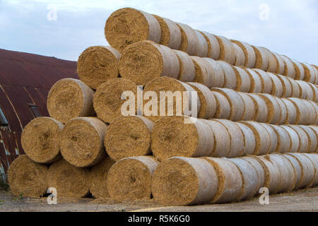 Runde Heuballen aufgereiht an der Seite eines Feldes. Stockfoto