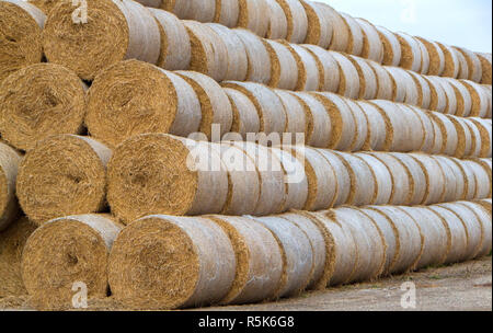 Runde Heuballen aufgereiht an der Seite eines Feldes. Stockfoto