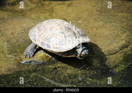 Schildkröten in einem Sehen, in einem Ast, Wasser, Logo Basler Schildkröten-Fachtagung. Stockfoto