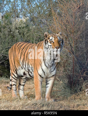 Tiger stehend in der Bürste Stockfoto