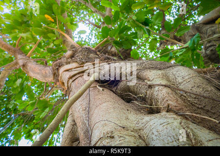 Unter gree Baumkronen im Herbst Stockfoto