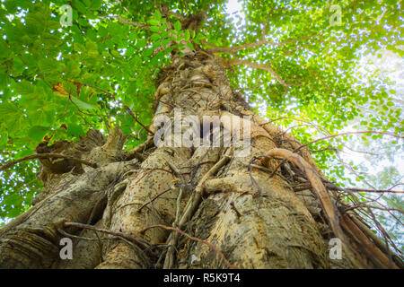 Unter gree Baumkronen im Herbst Stockfoto