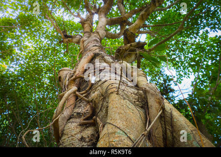 Unter gree Baumkronen im Herbst Stockfoto