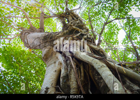 Unter gree Baumkronen im Herbst Stockfoto