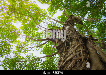 Unter gree Baumkronen im Herbst Stockfoto