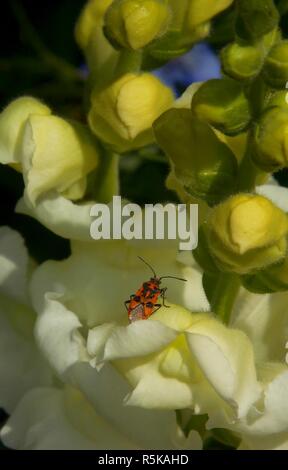 Käfer blumen Land Stockfoto