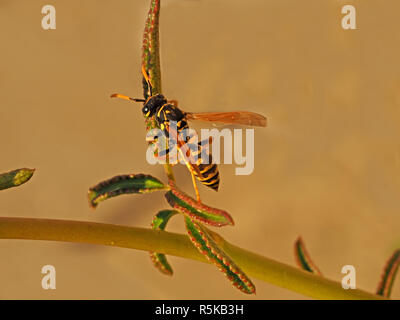 Weibliche European paper Wasp (feldwespe dominula) und neigen dazu, neue, frische Blätter der Rose Pflanze in der Nähe gekammert Papier Nest in der Toskana Italien Stockfoto