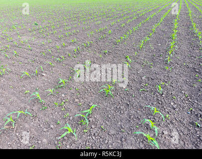 Feld junger Mais. Triebe von Getreide auf dem Feld. Futterpflanzen Mais für Silage. Stockfoto