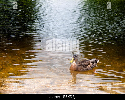 Nahaufnahme braun Stockente im Wasser Stockfoto