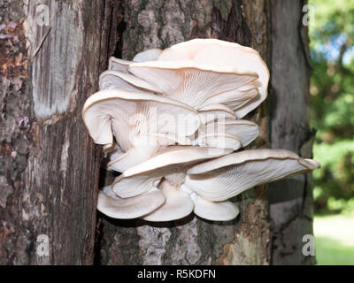 Nahaufnahme der einige Platten von Pilzen, wächst die Seite eines Log Stockfoto