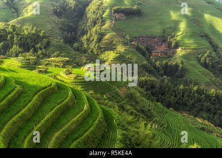 Longi Reis Terrasse Stockfoto