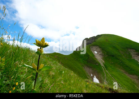 Gelber Enzian auf Wiese in den Bergen der Allgäuer Stockfoto