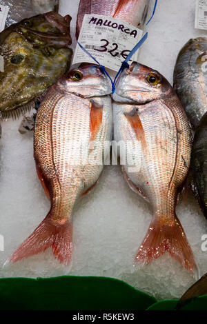 Frische Fische zum Verkauf an der Mercat de l'Olivar, Palma, Palma de Mallorca, Mallorca, Mallorca, Balearen, Balearen, Spanien, Europa Stockfoto