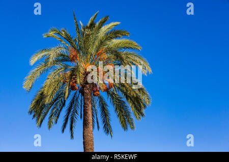 Ansicht von einer Dattelpalme (Phoenix dactylifera) vor blauem Himmel Stockfoto