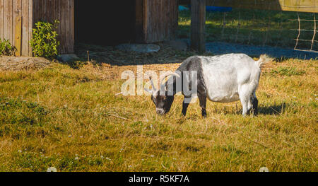 Ziege frisst Gras in einer Wiese vor eine Holzhütte Stockfoto