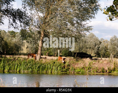 Braune Kühe auf der Weide an einem Sommertag Stockfoto
