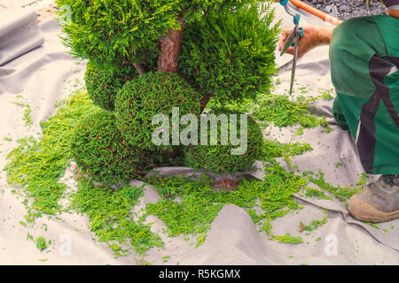 Das Schneiden der Hecke Stockfoto