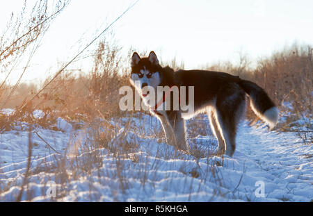 Siberian Husky steht in der Mitte des Feldes. Hund im Park spazieren geht im Winter. Stockfoto