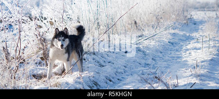 Siberian Husky steht in der Mitte des Feldes. Hund im Park spazieren geht im Winter Stockfoto