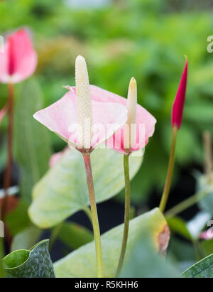 Anthurium Blumen im Garten Stockfoto