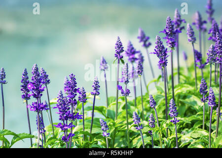 Blau Salvia ist Anlage in den MINT-Familie. Vintge Stil Stockfoto