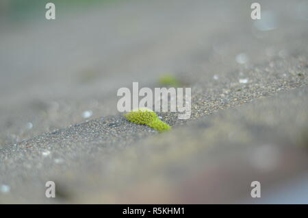 Moos auf dem Dach Stockfoto