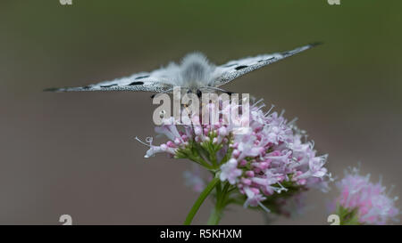 Der rote Apollo oder Apollofalter (clossiana Apollo) ist ein stark in Europa bedrohte und streng geschützte Schmetterling (Tagfalter) aus der Familie der midge Schmetterlinge (papilionidae). Er praktisch in Deutschland verloren geht, mit ein wenig Glück vielleicht auf der Schwäbischen Alp. ndie Gattungsname leitet sich aus dem Berg Parnass in Zentral Griechenland, das als Sitz der Musen und dem Gott Apollo geweiht. ndie Apollofalter war das Tier des Jahres in Deutschland im Jahr 1995. nn Stockfoto