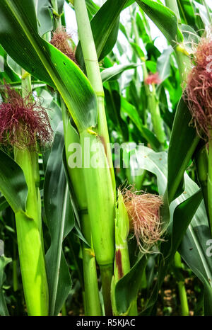 Blick in ein sommerliches Kornfeld Stockfoto