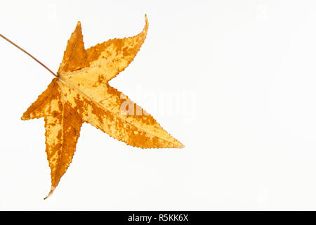 Herbst farbige Liquidambar styraciflua Blatt isoliert Stockfoto