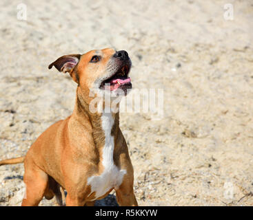 Portrait von Rothaarigen American Pit Bull Stockfoto